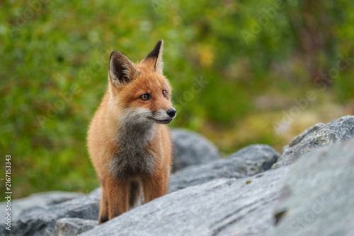 Red fox, Vulpes vulpes