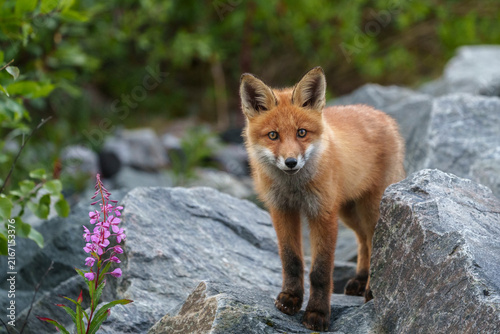 Red fox, Vulpes vulpes