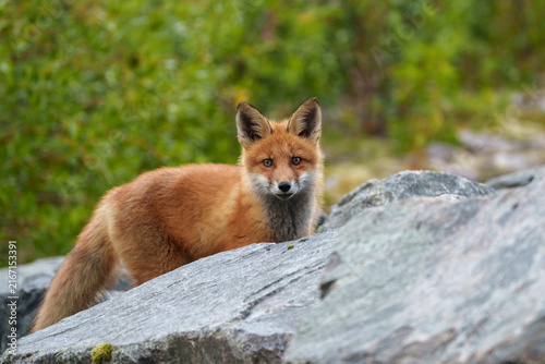 Red fox, Vulpes vulpes