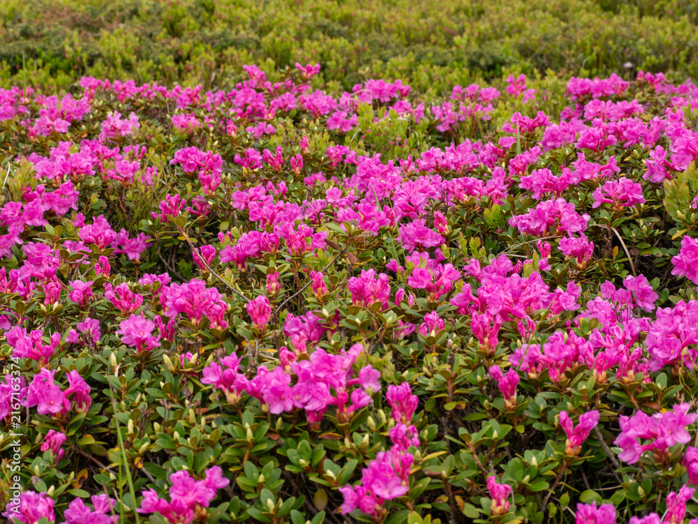 Fototapeta premium Pink rhododendron field covering Ciucas Mountains hillside