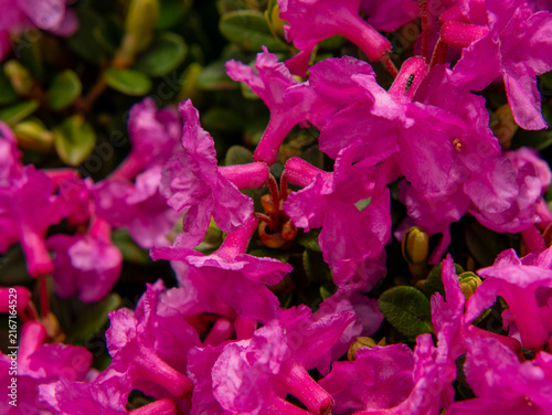 Foto Pink rhododendron blooms with small insect on petal edge