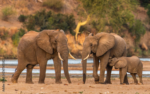 Photography Elephant Herd
