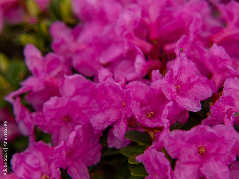 Fototapeta premium Pink rhododendron petals macro with golden stamen detail
