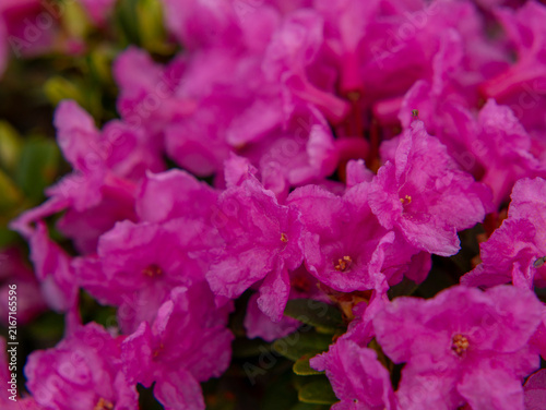 Fotografía Pink rhododendron petals macro with golden stamen detail