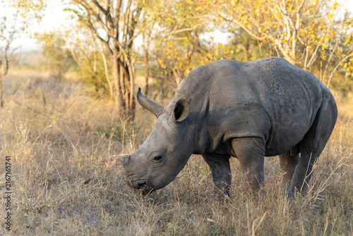 Canvas Print Rhino baby