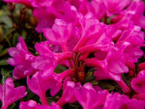 Foto Pink rhododendron stamens macro with hairy petal detail