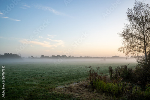 Quadro su tela Wide angle view of misty meadow at dawn with ground fog at horizon and birch tre