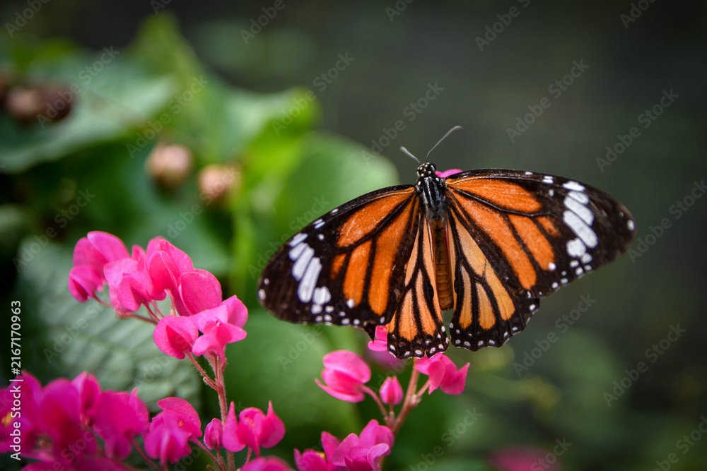 Obraz premium Orange and Black Butterfly on Pink Flowers in Tropical Garden