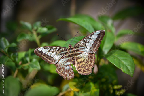 Beautiful Blue and Brown Butterfly with Open Wings on Green Leaves