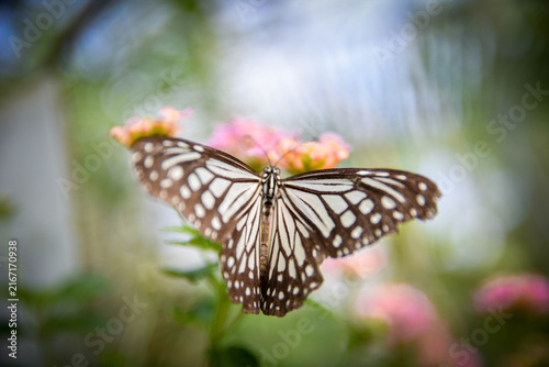 Black and White Butterfly with Open Wings in Tropical Garden
