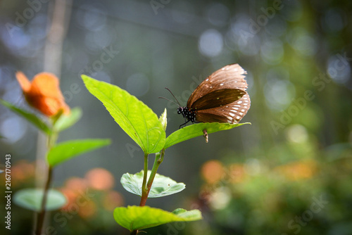 Brown Butterfly Resting on Green Leaf in Tropical Garden