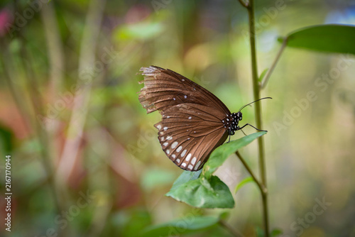 Brown Butterfly Resting on Leaf with Soft Natural Background