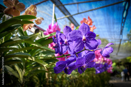 Purple Tropical Orchid Flowers Blooming in Garden