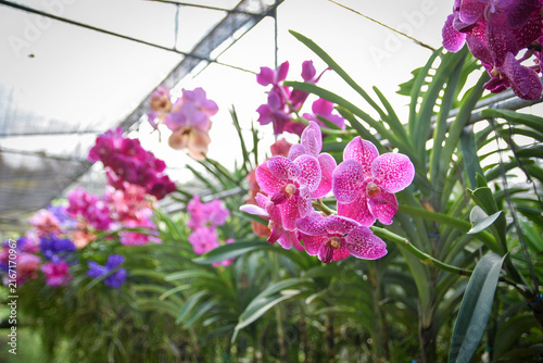 Pink Tropical Orchids Blooming in a Beautiful Garden