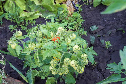 Konstfotografi Colorful tomatoes ripen in clusters on leafy garden plants, illustrating home vegetable growing, crop diversity and seasonal food production