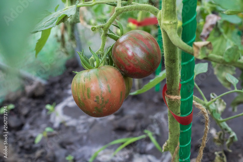 Canvastavla Colorful tomatoes ripen in clusters on leafy garden plants, illustrating home vegetable growing, crop diversity and seasonal food production