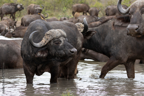 Cuadro en lienzo buffalo in water