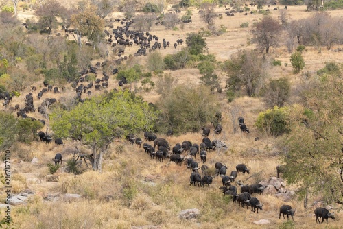 Obraz na płótnie Buffalo herd