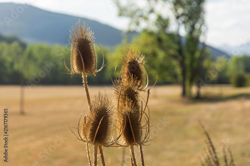 Quadro su tela Dried wild teasel (Dipsacus fullonum) seed heads in a field backlit by sunset light