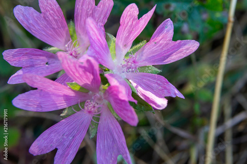 Close-up macro shot of vibrant pink and purple common mallow (Malva moschata) flowers.