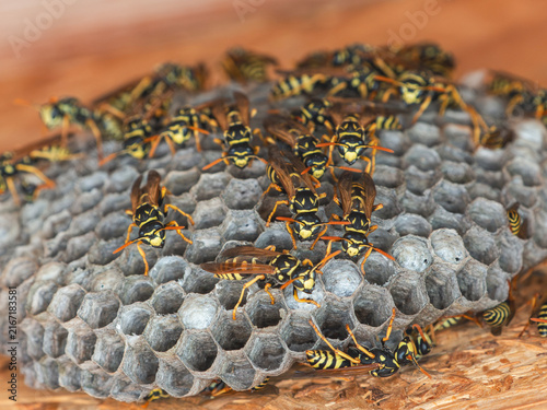 Картината върху платно European paper wasps (Polistes dominula) gathered around an open paper nest with hexagonal cells beneath a wooden structure, showing social insect behavior in close-up