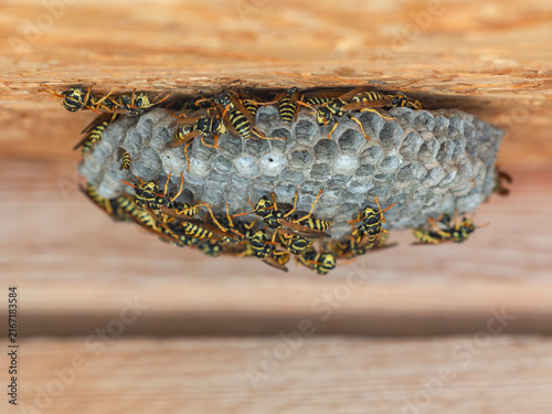 European paper wasps (Polistes dominula) gathered around an open paper nest with hexagonal cells beneath a wooden structure, showing social insect behavior in close-up.