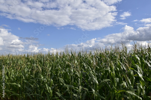 Feld und Wolken-Himmel in der Nähe von Hameln