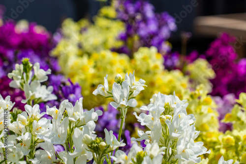 色鮮やかな花々に囲まれた、白い花壇の花のクローズアップ