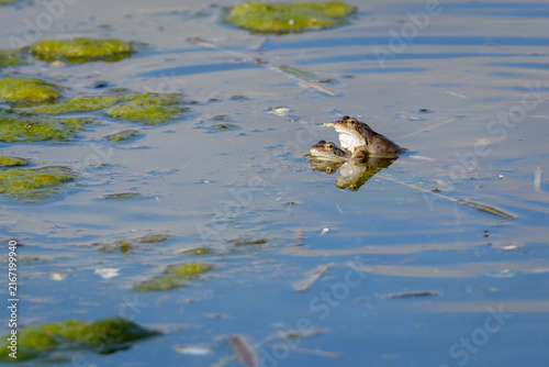 Photography Mating Common Frogs Floating Together During Spring Spawning, Norfolk, UK