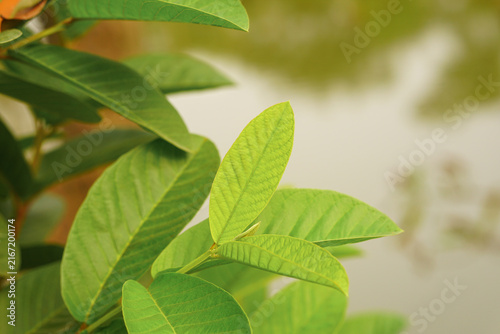 Bright green leaves of the guava plant