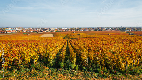Paysage des vignes de Côte-D'Or et de la ville de Beaune au fond. Campagne de Beaune et ses vignobles.
