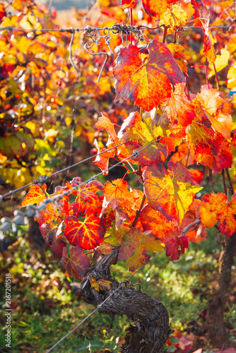Gros plan sur feuille de vignes orange et jaune en automne. Feuilles automnales de vignes