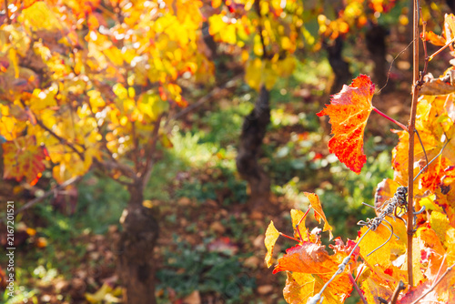 Gros plan sur feuille de vignes orange et jaune en automne. Feuilles automnales de vignes