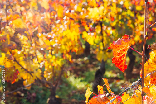 Konstfotografi Gros plan sur feuille de vignes orange et jaune en automne