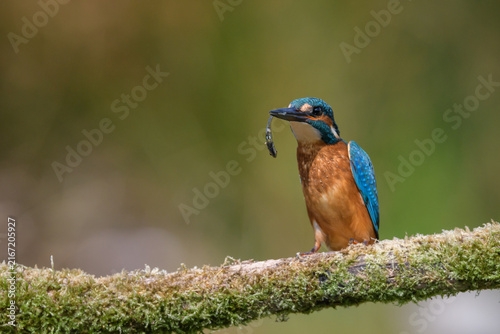 Kingfisher Perched on Branch Holding a Stickleback Fish, Norfolk, UK