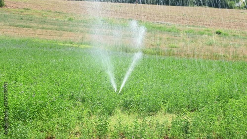 rotary sprinkler irrigating green field during hot summer day