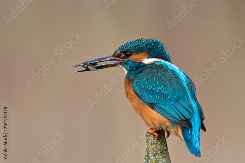 Male Kingfisher Balancing on Branch Holding Water Beetle Insect Prey, Norfolk, UK