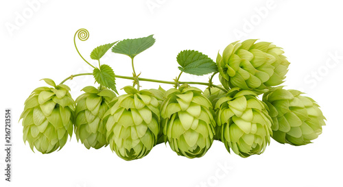 Fresh green hop cones on a vine for beer brewing ingredients