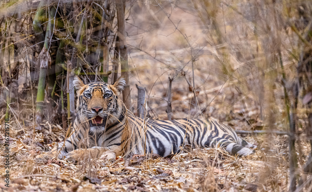 Obraz premium Tigress (Panthera tigris) in the forest of bandhavgarh tiger reserve.