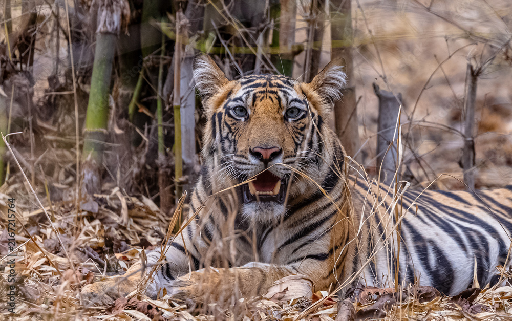 Fototapeta premium Tigress (Panthera tigris) in the forest of bandhavgarh tiger reserve.