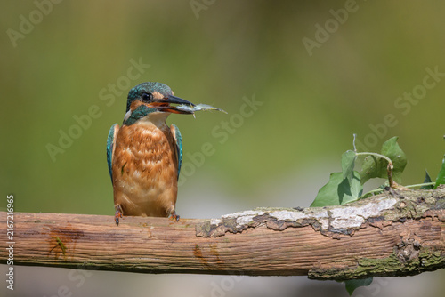 Kingfisher Gripping Small Stickleback Fish in Beak, Norfolk, UK
