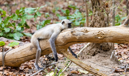 Photography Indian Gray langur (Semnopithecus) or Hanuman langur in the forest