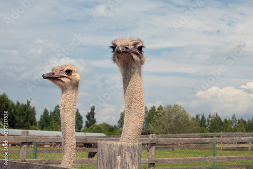 Two ostriches stand behind a wooden fence on an ostrich farm, raising their long necks against a partially cloudy sky. Zalavye Village, Pskov Oblast, Russia - July 26, 2026.