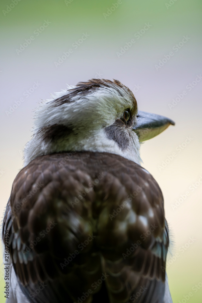 Fototapeta premium Australian Kookaburra perches calmly, head turned slightly