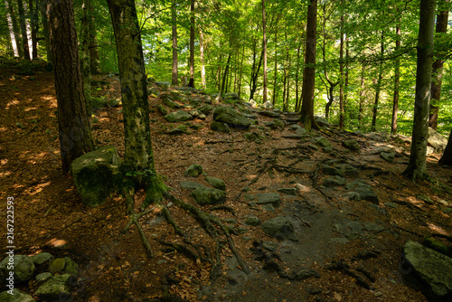 Mossy tree roots spread across rocky forest ground along hiking trail in bright green alpine woodland on sunny summer morning