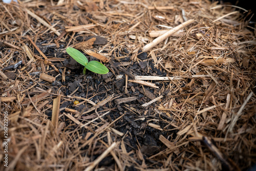 Tiny green sprout emerges from rich, textured soil