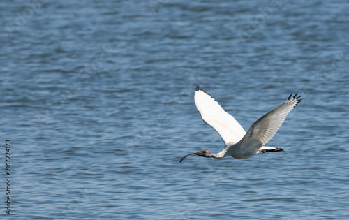 Foto White ibis soars above rippling blue water