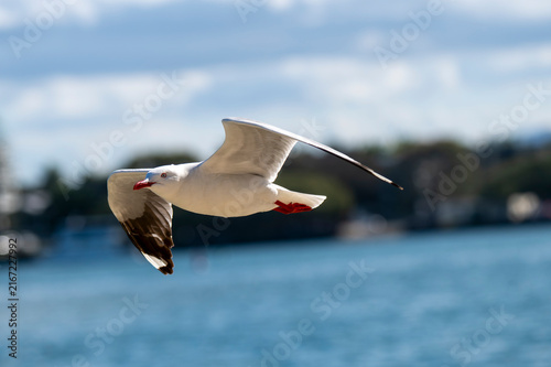 Картината върху платно White seagull soars above blue water