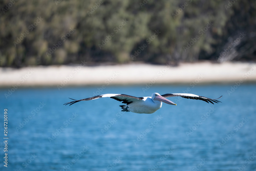 Fototapeta premium Pelican soars gracefully over turquoise waters