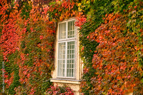 Traditional Viennese Building Window Covered with Colorful Ivy Leaves in Autumn Vienna Austria